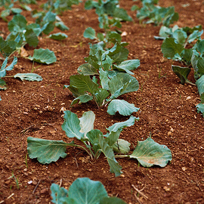 İstanbul’da Permakültür Eğitimi Alabileceğiniz Yerler