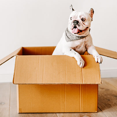 Köpek Sahipleri İçin Sosyal Mesafe Önerileri