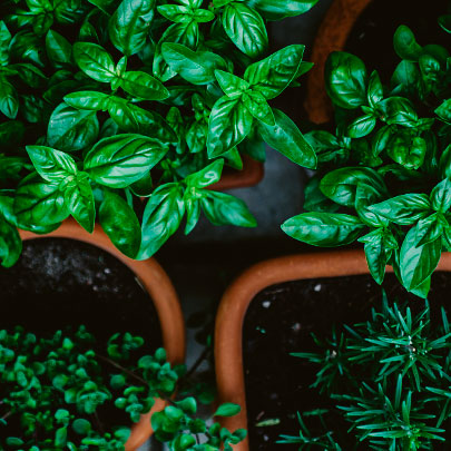 Balkon Bahçeciliğine Giriş