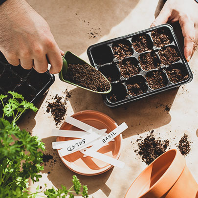 Artıklarından Yeniden Yetiştirebileceğiniz Sebze Ve Meyveler