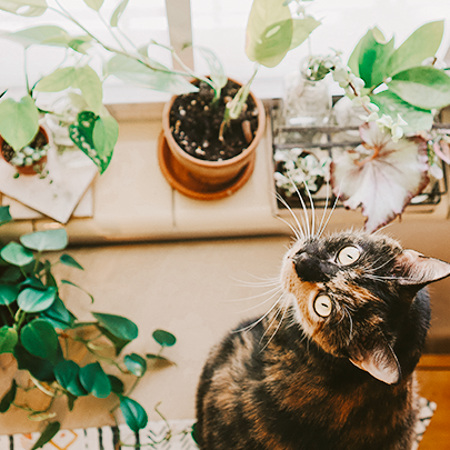 Evcil Hayvanlar İçin Zararsız Ev Bitkileri