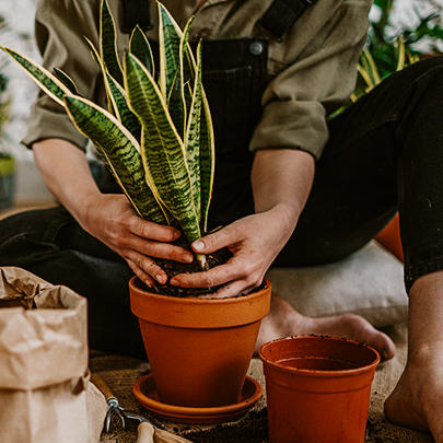 Bitkinizin Daha Büyük Bir Saksıya İhtiyacı Olduğunu Nasıl Anlarsınız?