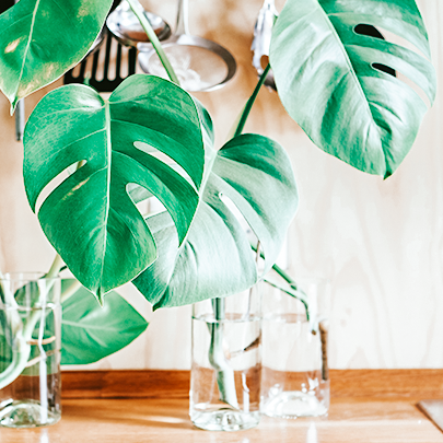 Çoğaltması En Kolay Bitkiler