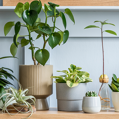 Evinizi Renklendirecek Kış Bitkileri