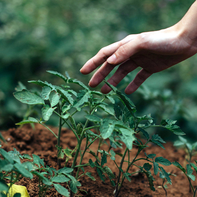 Hortikültür Nedir?